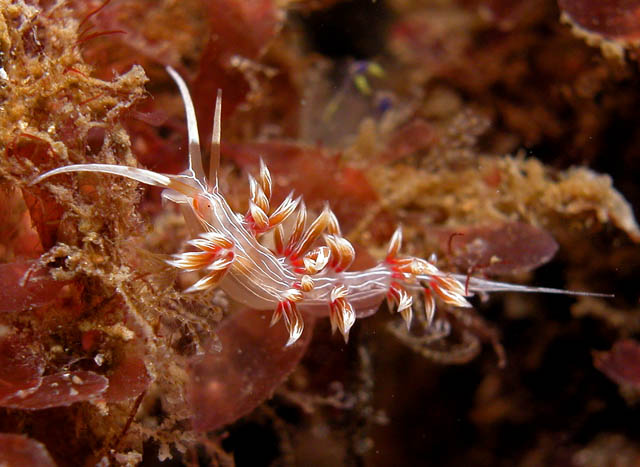 Cratena lineata